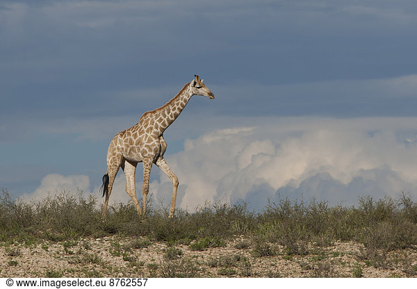 Giraffe (Giraffa camelopardalis)  Kgalagadi-Transfrontier-Nationalpark  Nordkap  Südafrika