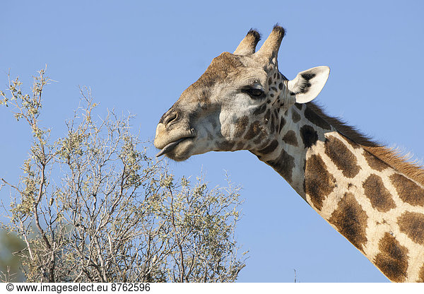 Giraffe (Giraffa camelopardalis)  Kgalagadi-Transfrontier-Nationalpark  Nordkap  Südafrika