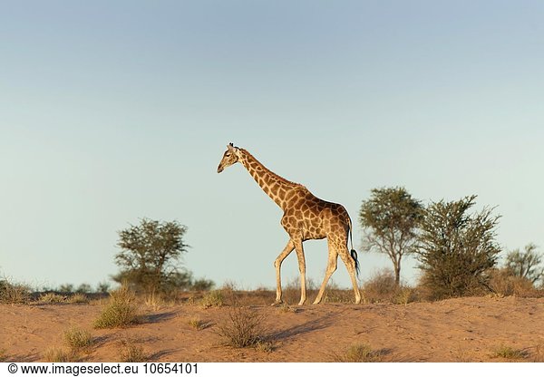 Giraffe (Giraffa camelopardalis)  Kgalagadi-Transfrontier-Nationalpark  Northern Cape  Südafrika
