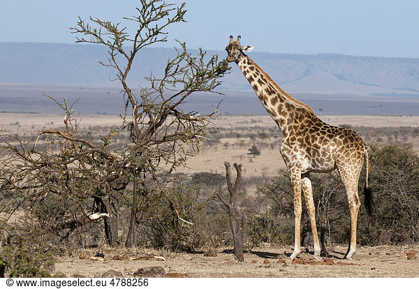 Giraffe (Giraffa camelopardalis)  Masai Mara  Kenia  Afrika