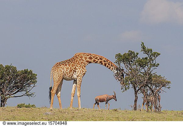 Giraffe (Giraffa camelopardalis)  Masai Mara National Reserve  Kenia