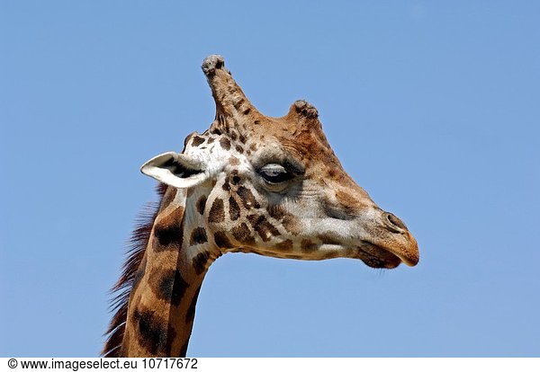 Giraffe Giraffa camelopardalis Portrait Kenia