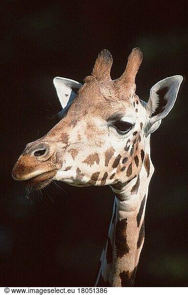 Giraffe (Giraffa camelopardalis) (Saeugetiere) (Säugetiere) (Huftiere) (Paarhufer) (Klauentiere) (Kopf) (Porträt) (Portrait) (erwachsen) (vertikal)