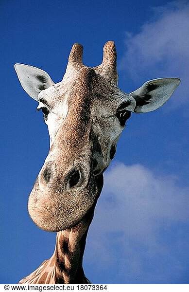 Giraffe (Giraffa camelopardalis) (Tiere) (außen) (outdoor) (Kopf) (head) (Porträt) (portrait) (adult) (Säugetiere) (mammal) (Paarhufer) (Huftiere) (cloven-hoofed animals)