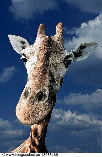 Giraffe (Giraffa camelopardalis) (Tiere) (Kopf) (head) (Porträt) (portrait) (adult) (Säugetiere) (mammals) (cloven-hoofed animals) (Paarhufer) (Huftiere)