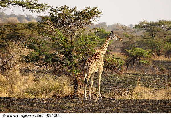 Giraffe (Giraffa camelopardalis tippelskirchi)  Serengeti National Park  Tansania  Afrika