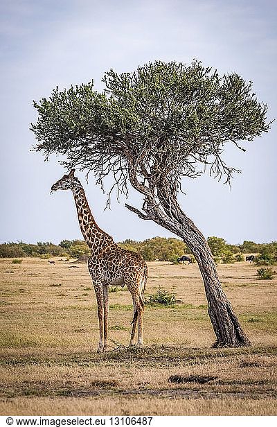 Giraffe (Giraffa camelopardalis tippelskirchii) eating beneath leaning tree on savannah  Maasai Mara National Reserve; Kenya