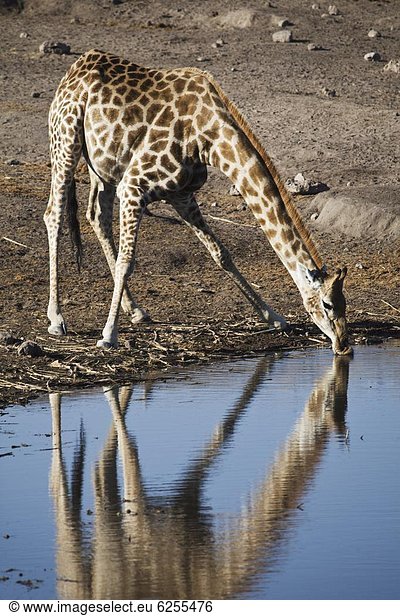 Giraffe  Giraffa camelopardalis  trinken  Afrika  Wasserstelle