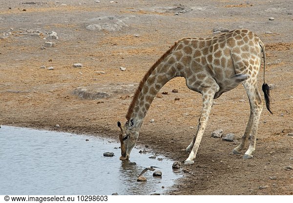 Giraffe (Giraffa camelopardalis) trinkt am Wasserloch  Etosha Nationalpark  Namibia  Afrika