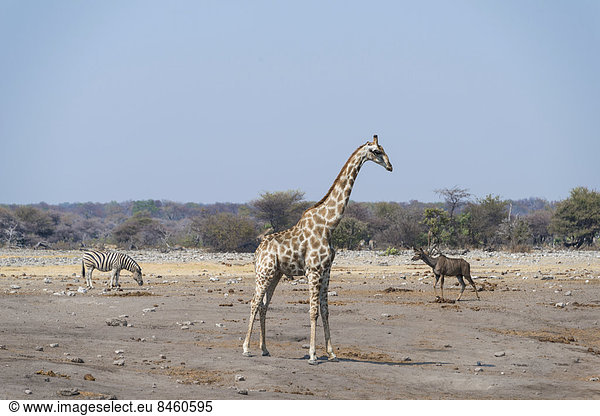 Giraffe (Giraffa camelopardalis) und Steppenzebra (Equus burchellii) an der Wasserstelle Chudop  Etosha-Nationalpark  Namibia