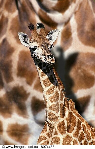 Giraffe (Giraffa camelopardalis)  young  Jungtier (Afrika) (animals) (Porträt) (portrait) (Säugetiere) (mammals) (Huftiere) (hoofed animals) (cloven-hoofed animals) (freundlich) (friendly) (Paarhufer)