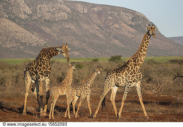 Giraffe (Giraffa camelopardalis)  Zimanga Wildreservat  KwaZulu-Natal  Südafrika  Afrika