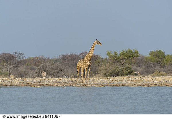 Giraffe (Giraffa camelopardis) steht am Wasser  Wasserstelle Klein-Namutoni  Etosha-Nationalpark  Namibia