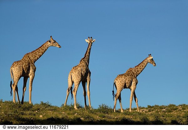 Giraffe (Giraffa giraffa giraffa)  Kgalagadi Transfrontier Park  Kalahari desert  South Africa/Botswana.