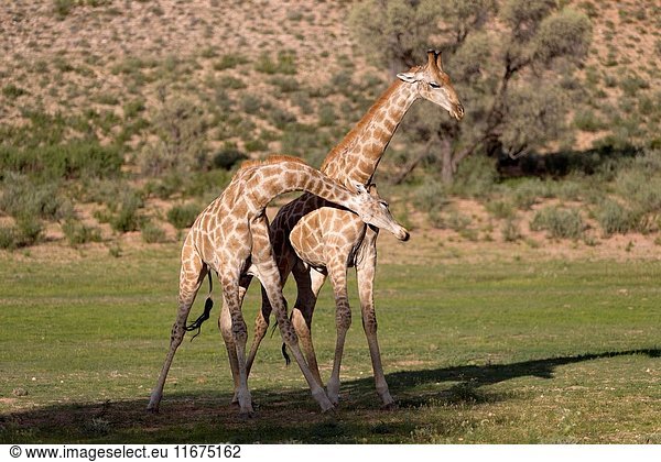 Giraffe (Giraffa giraffa giraffa) - Males  fighting  Kgalagadi Transfrontier Park  Kalahari desert  South Africa/Botswana.