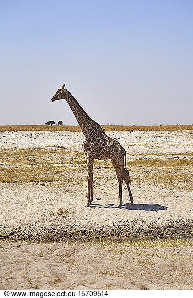 Giraffe in der Savanne  Chobe-Nationalpark  Botswana