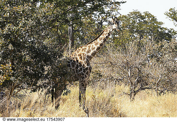 giraffe Okavango Delta  Botswana