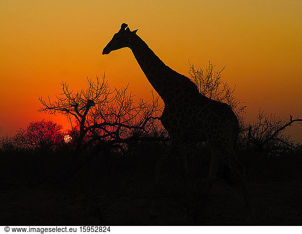 Giraffe silhouette and an amazing sunset  Kruger National Park  South Africa