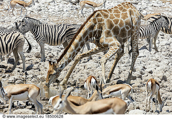 Giraffe  steenboks and zebra at Etosha National Park  Namibia  Africa