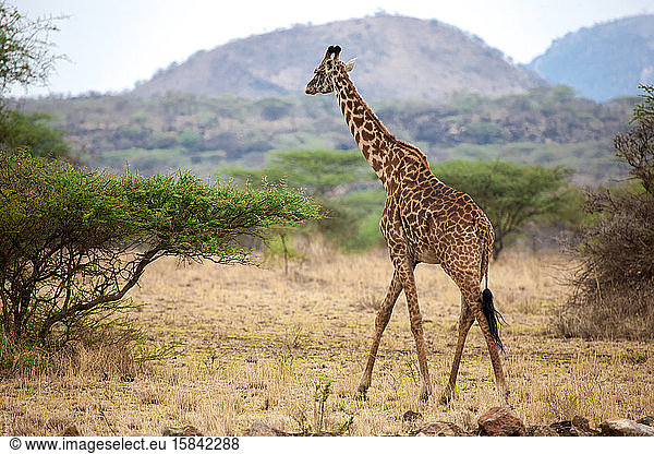 Giraffe wandert zwischen den Büschen in der Savanne von Kenia