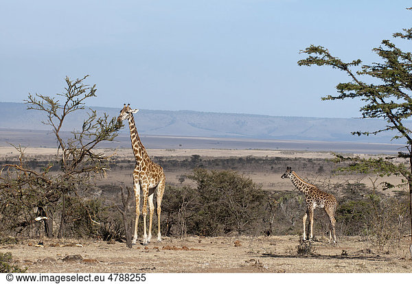 Giraffen (Giraffa camelopardalis), Masai Mara, Kenia, Afrika