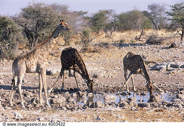 Giraffen (Giraffa cameleopardis) trinken am Wasserloch  Etosha Nationalpark  Namibia  Afrika