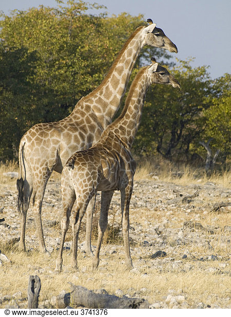 Giraffen (Giraffa camelopardalis) am Goas-Wasserloch  Etosha Nationalpark  Namibia  Afrika