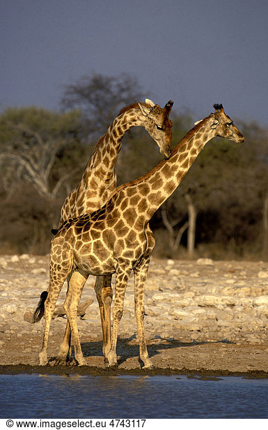 Giraffen (Giraffa camelopardalis)  bei der Balz  Etosha-Nationalpark  Namibia  Afrika