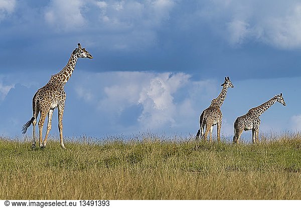 Giraffen (Giraffa camelopardalis)  drei Tiere  die durch die Grassavanne laufen  Masai Mara  Kenia  Afrika