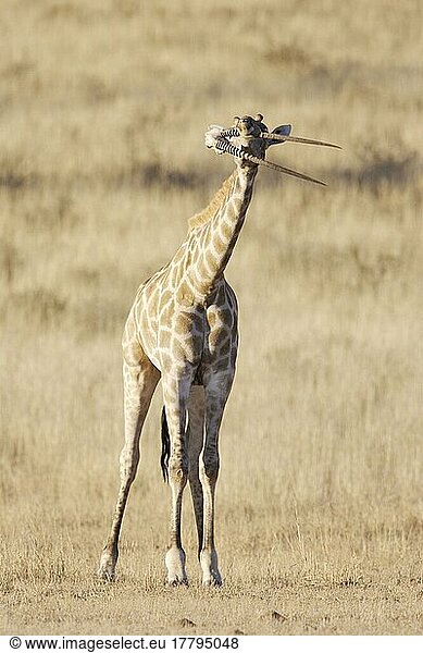 Giraffen (Giraffa camelopardalis)  Huftiere  Paarhufer  Säugetiere  Tiere  Giraffe adult  chewing gemsbok skull  to supplement diet with essential minerals during dry season  Kalahari  South Africa  k