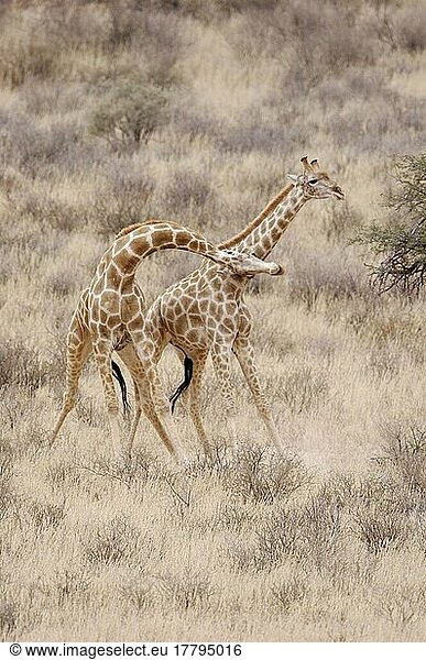 Giraffen (Giraffa camelopardalis)  Huftiere  Paarhufer  Säugetiere  Tiere  Giraffe two adult males  fighting  'necking' or 'neck-sparring'  Kalahari  South Africa