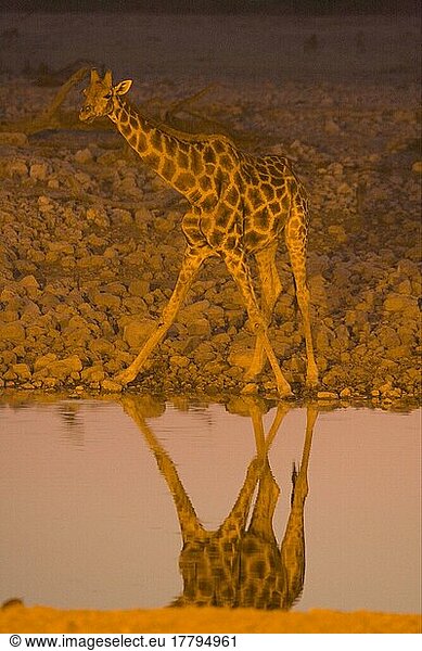 Giraffen (Giraffa camelopardalis)  Huftiere  Paarhufer  Säugetiere  Tiere  Giraffen  Huftiere  Paarhufer  Säugetiere  Tiere  Giraffe adult  drinking from waterhole at night  Etosha N. P. Namibia