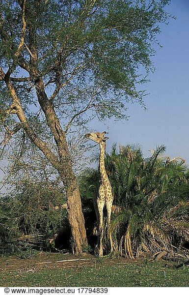 Giraffen (Giraffa camelopardalis)  Huftiere  Paarhufer  Säugetiere  Tiere  Giraffen  Huftiere  Paarhufer  Säugetiere  Tiere  Giraffe Browsing on vegetation  Botswana  Afrika