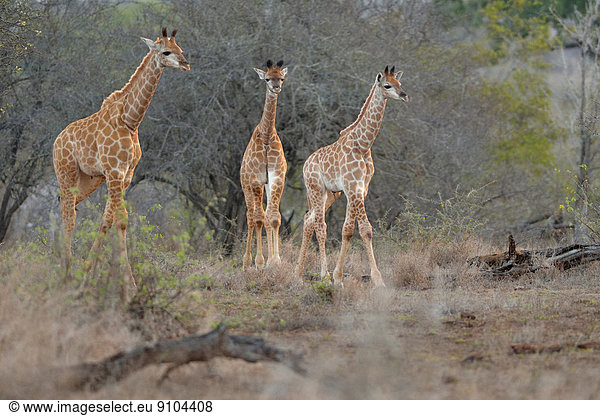Giraffen (Giraffa camelopardalis)  Kälber unterwegs in der Savanne  am Abend  Krüger-Nationalpark  Republik Südafrika