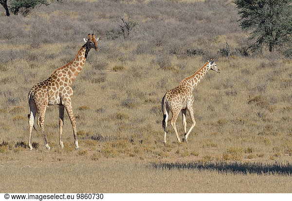Giraffen (Giraffa camelopardalis) Männchen steht und Weibchen geht im trockenen Gras Kgalagadi-Transfrontier-Nationalpark Provinz Nordkap Südafrika