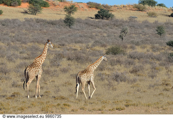 Giraffen (Giraffa camelopardalis)  Männchen und Weibchen gehen im trockene Gras  Kgalagadi-Transfrontier-Nationalpark  Provinz Nordkap  Südafrika