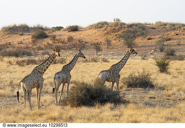 Giraffen (Giraffa camelopardalis) ziehen durch Grasland Etosha Nationalpark Namibia Afrika