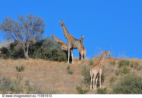 Giraffen (Giraffa camelopardalis)  zwei Jungtiere und zwei Alttiere auf Sanddüne  Kgalagadi-Transfrontier-Nationalpark  Provinz Nordkap  Südafrika