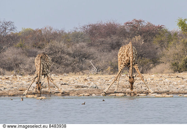 Giraffen (Giraffa camelopardis) beim Trinken Wasserstelle Klein Namutoni Etosha Nationalpark Namibia