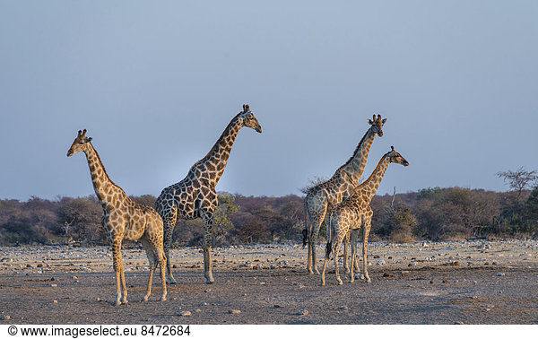 Giraffen (Giraffa camelopardis)  Wasserstelle Chudop  Etosha-Nationalpark  Namibia