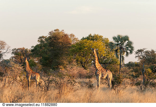 Giraffen (Giraffe camelopardalis)  Okavango-Delta  Botswana