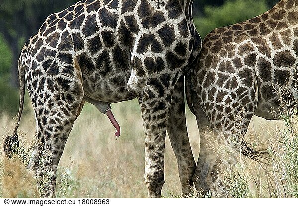 Giraffen  Huftiere  Paarhufer  Säugetiere  Tiere  Male Giraffe  Botswana  Afrika