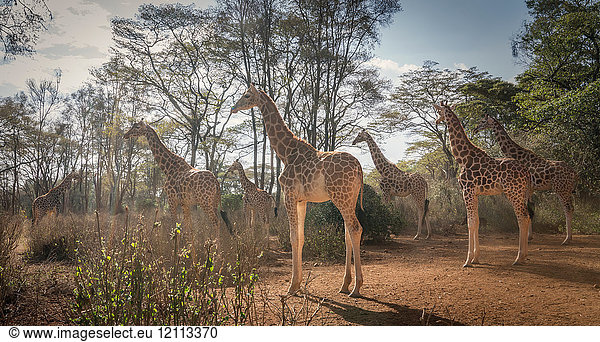 Giraffen im Nationalpark von Nairobi,  Nairobi,  Kenia,  Afrika