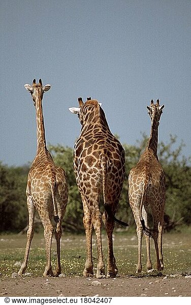 Giraffes  Angola-Giraffen (Giraffa camelopardalis angolensis)  Etosha-Nationalpark Afrika  Säugetiere  mammals  Huftiere  hoofed animals  Paarhufer (cloven-hoofed animals)  außen  outdoor  von hinten  ...  Etosha national park  Namibia  Afrika
