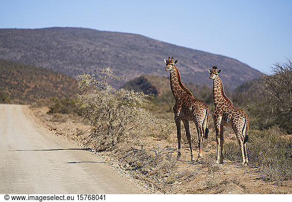 Giraffes at sunny roadside on wildlife reserve South Africa