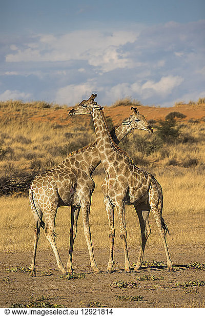 Giraffes (Giraffa camelopardalis)  Kgalagadi Transfrontier Park  South Africa  Africa