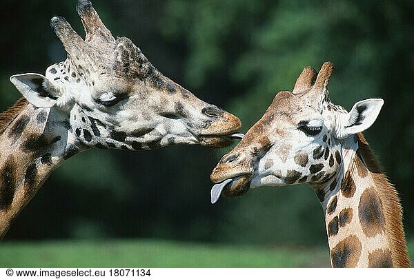 Giraffes (Giraffa camelopardalis)  pair  licking each other (Africa) (mammals) (ungulates) (cloven-hoofed animals) (outside) (outdoors) (portrait) (head) (sideways) (side) (adult) (landscape) (horizontal) (tongue) (affection) (two) (licking) (tender) (affection)