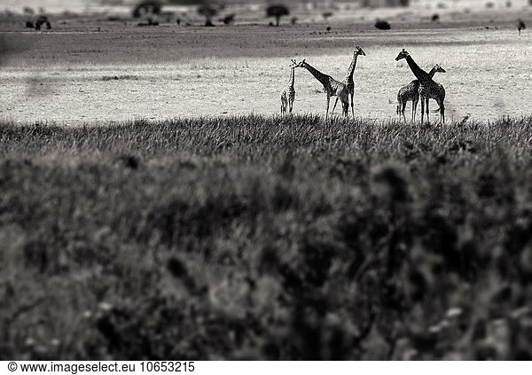 giraffes. mount kenia. kenia.