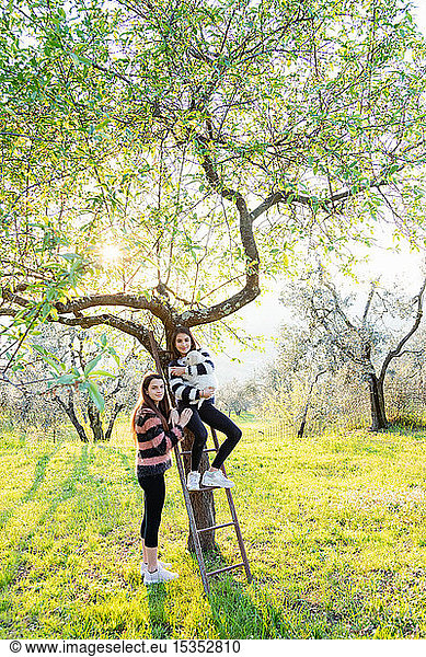 Girl and her sister holding a cute golden retriever puppy on tree ladder in sunlit orchard  portrait  Scandicci  Tuscany  Italy