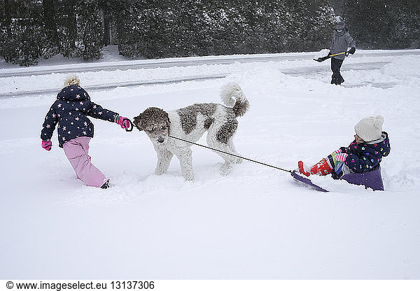 Girl by dog pulling sled with sister while father removing snow from road during winter